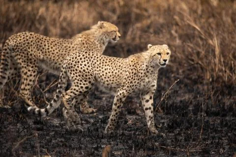 Cheetahs in the African savanna. Safari in the savannah of Serengeti National Stock Photos