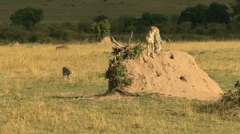 CHEETAHS AND TERMITE MOUND Video stock 22061353