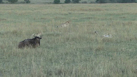 Cheetahs and wounded wildebeest Video stock 57712626