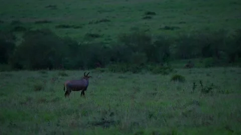 Cheetahs Approaching Their Antelope Prey in the Last Light of Evening Before Stock Footage 345400734