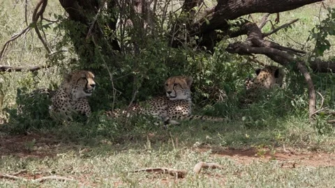 Cheetahs are resting in the shade of a tree Stock Footage 231887361