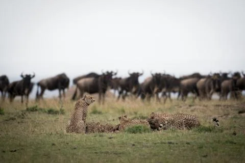 Cheetahs attacking wildebeest 스톡 사진