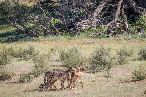 Cheetahs with a baby Springbok kill. Stock Photos