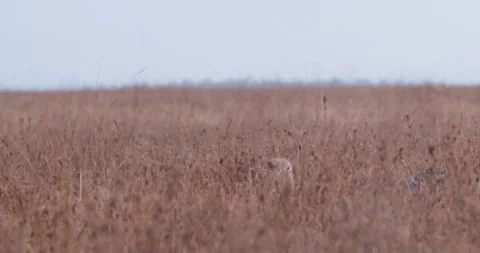 A cheetah's back urinating on a tree in savannah Stock Footage 314786571