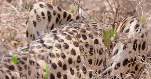 Cheetah's body crouching in dry grass in shade in Savannah Stock Footage 314788021