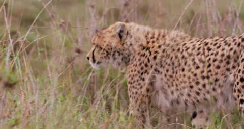 A Cheetah's body walking through tall grass at daybreak Stock Footage 310979088
