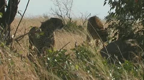 Cheetahs by bush Stock Footage 22193582