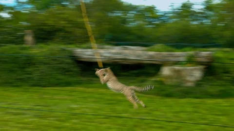 Cheetahs chasing and catching meat on a line Stock Footage 114539872
