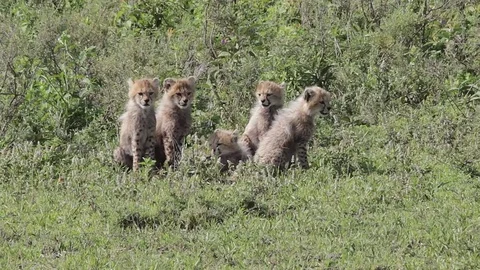 Cheetah's cub call her mom Stock Footage