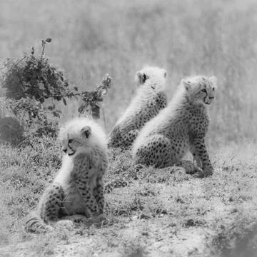 Cheetah's cub Stock Photos