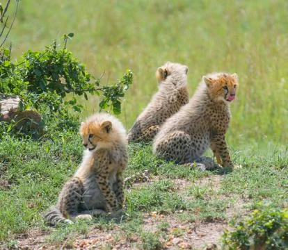 Cheetah's cubs Stock Photos