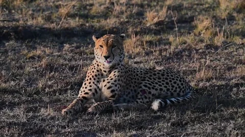 The cheetah's deadly jaws are displayed as it yawns in the forest Stock Footage 222164815