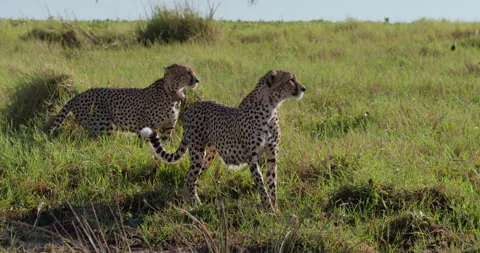 Cheetahs drinking at shallow waters in green grass at midday Stock Footage 314784451