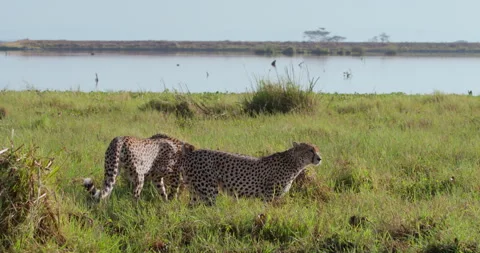 Cheetahs drinking from waters in tall green grass at midday Stock Footage 314782555