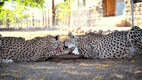 Cheetahs Eating Stock Footage 132825710