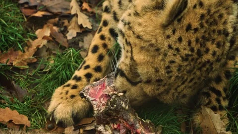 Cheetahs eating Stock Footage 257231337