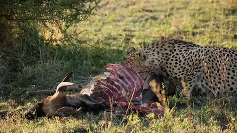 Cheetahs Eating A Kill in Madikwe Game Reserve South Africa, Wildebeest Kill Stock Footage