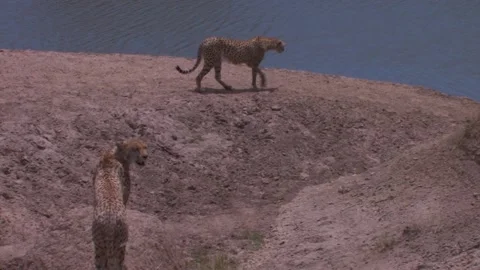 Cheetahs at edge of river Video stock 172160177