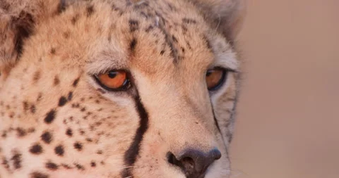 Cheetah's face against blurred in evening Stock Footage 314785758