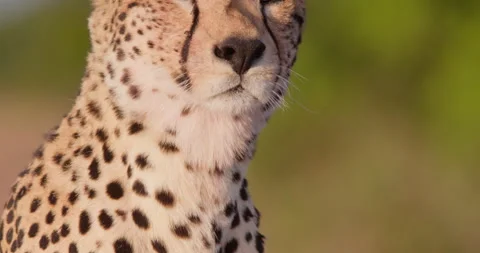 Cheetah's face and upper body in savannah in evening Vídeo Stock 314780643