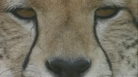 Cheetahs face full frame blink look away Stock Footage 22183232