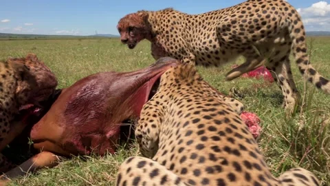 Cheetahs Feeding on Antelope Prey 4k Wildlife Action Footage Vidéo 338258201
