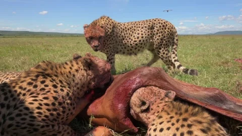 Cheetahs Feeding on Antelope Prey 4k Wildlife Action Footage Stock Footage 338258247