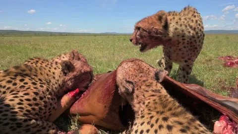 Cheetahs Feeding on Antelope Prey 4k Wildlife Action Footage Stock Footage 338258261