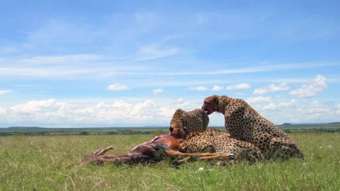 Cheetahs Feeding on Antelope Prey 4k Telephoto Wildlife Footage Stock Footage 338258405