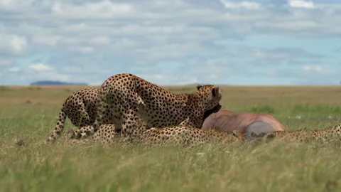 Cheetahs Feeding Together on an Antelope Kill 4k Telephoto Lens 库存影片 338258160