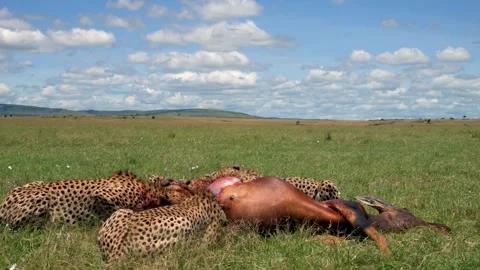 Cheetahs Feeding Together on an Antelope Kill 4k Telephoto Shot Stock Footage 338258383