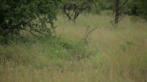 Cheetahs Stock Footage 29500441