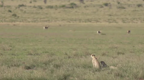 Cheetahs  Stock Footage 33531505