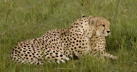 Cheetahs Stockbeeldmateriaal 124671027