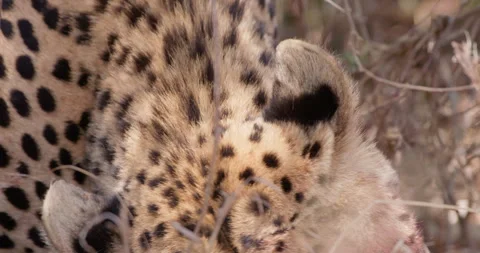 Cheetah's forehead, ear and neck eating in dry grass Stock Footage 314792359