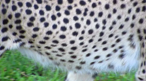 Cheetah's fur pattern, walking Stock Footage 54468394