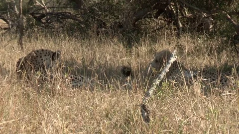 Cheetahs grooming under tree - HD Video stock 84664487