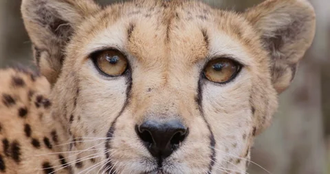 Cheetah's head and neck staring and grooming Stock Footage 314779626