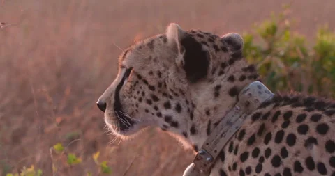 Cheetah's head staring in distant in savannah at daybreak Stock Footage 314782103