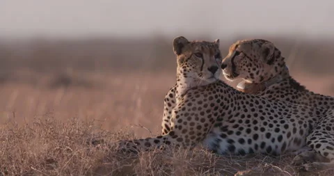 Cheetahs heads resting on mound soil in savannah at midday Stock Footage 314783871