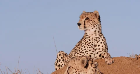 Cheetahs heads resting on top of a mound of soil at midday Stock Footage 314790171