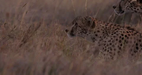 Cheetahs heads staring into distant in Savannah at midday Stock Footage 314780137