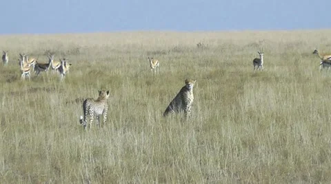 Cheetahs hunt start Stock Footage 11186462