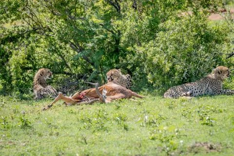 Cheetahs laying with an Impala kill. Stock Photos