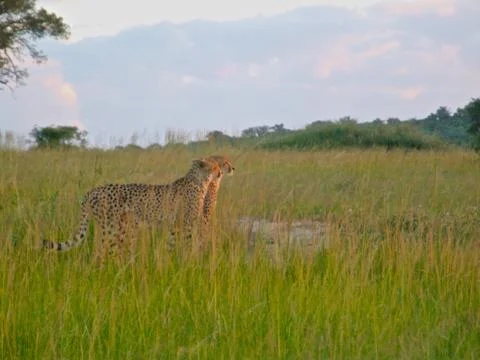 Cheetah's in the long grass Stock Photos