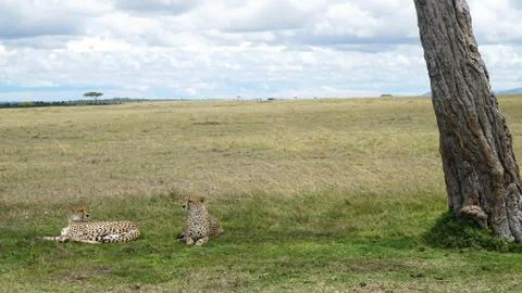 Cheetahs Lying Down in the Shade Stock Photos
