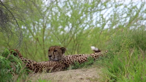 Cheetahs lying on the ground among trees. Vídeo Stock 112638712