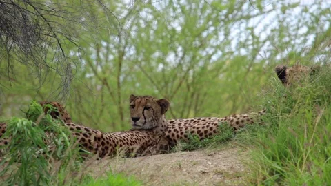 Cheetahs lying on the ground among trees. Stock-Footage 112640243
