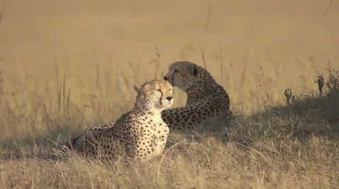 Cheetahs lying in a shade Stock Footage 33546328