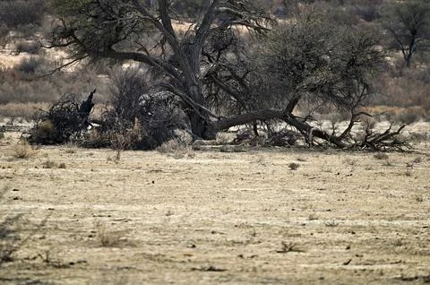 Cheetahs lying in the shade of a tree, waiting in ambush. Stock Photos